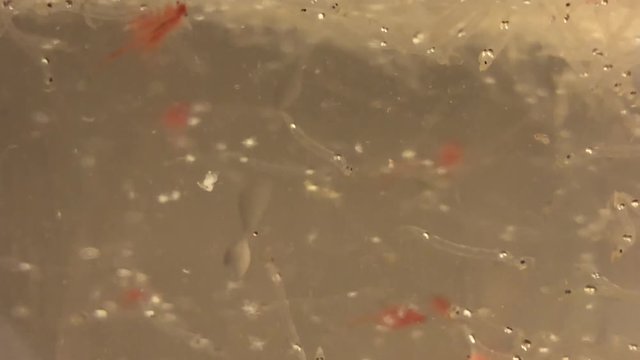 Artemia, Salzwasserkrebse, Fischnahrung, Wei&szlig;e M&uuml;ckenlarven