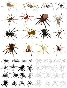 vector, isolated, set, spider collection, sketch and silhouette on white background