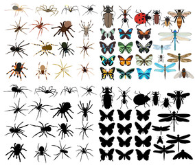 isolated, set insects, spiders, butterflies, beetles