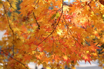 leaves color change in South Korea.