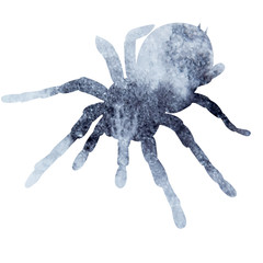 vector, isolated watercolor gray silhouette spider, insect