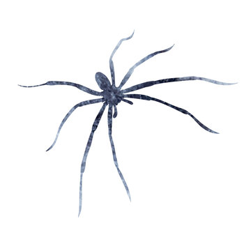 watercolor gray silhouette spider, insect