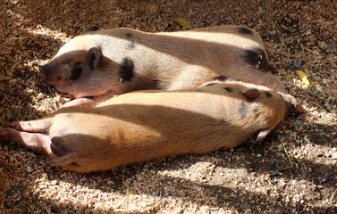 sleeping piglets on farm