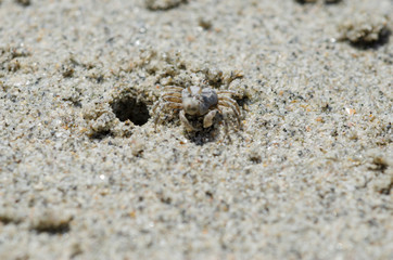 Crabs and sand grains on the beach with blurred background.