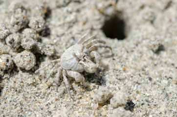 Crabs and sand grains on the beach with blurred background.