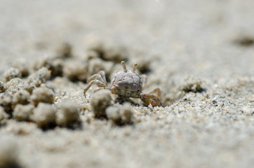 Crabs and sand grains on the beach with blurred background.