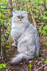 Persian cat in the garden