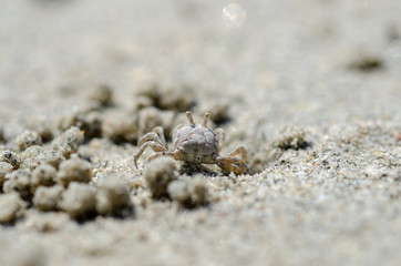 Crabs and sand grains on the beach with blurred background.