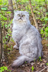 Naklejka na ściany i meble Persian cat in the garden