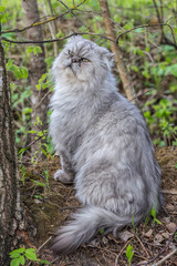 Persian cat in the garden