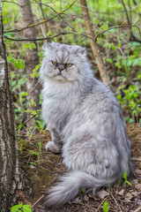 Naklejka na ściany i meble Persian cat in the garden