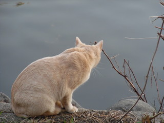 A white cat next to the waterside
