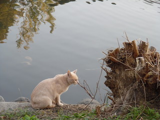 A white cat next to the waterside