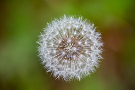 Dandelion