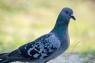 Dove with background blurred