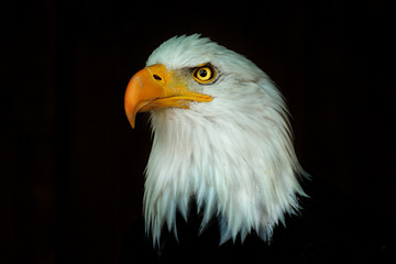 Portrait eagle, Haliaeetus leucocephalus, on the black background