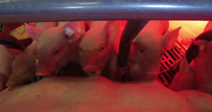 Agrarvideo - Schweinehaltung, Ferkel im Abferkelstall s&auml;ugen an der Sau