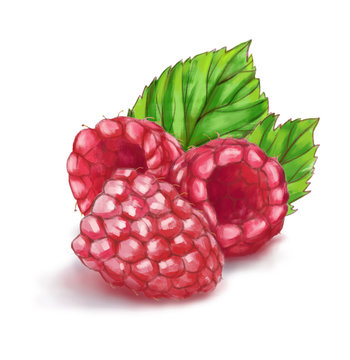 Hand drawn watercolor illustration of the healthy food. Raspberry isolated on the white background