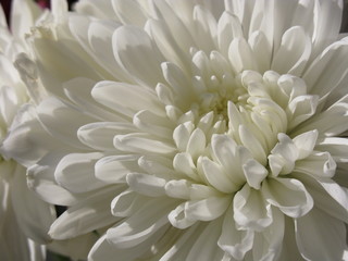 white chrysanthemum close up