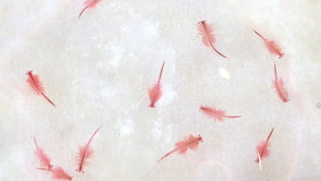 Artemia, Salzwasserkrebse, Fischnahrung