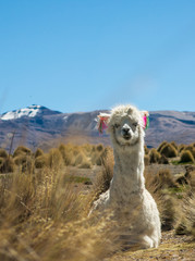 llamas graze through marshlands of the Bolivian altiplano near the Uyuni Salt Flat and Sajama, Bolivia