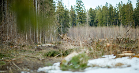 Image of trees and trail with a little bit of snow in forest