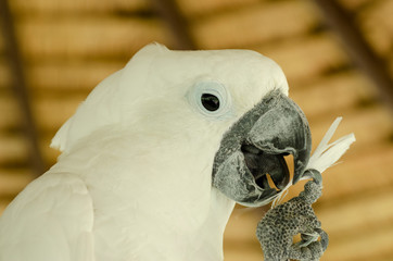 White cockatoo patterned background blur