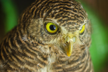  Owl staring with golden eyes