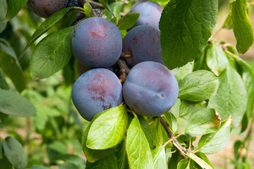 Close up of the plum tree branch with ripe juicy fruits on sunset light.