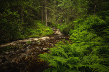 Obraz premium Fern in forest, mountain stream, Jonsvatnet, Norway