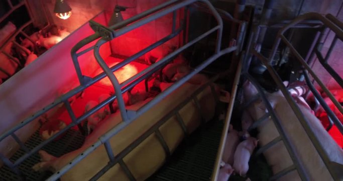 Schweinehaltung - Videoaufnahme, Kameraschwenk &uuml;ber einige Abferkelbuchten