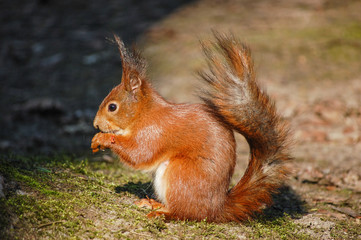 Squirrel with peanut.