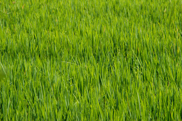 Rice stalks and spikes are photographed in detail. Asian rice