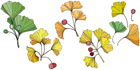 Vector. Ginkgo leaf. Plant botanical garden. Isolated ginkgo illustration element on white background.