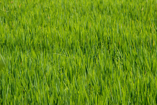 Rice stalks and spikes are photographed in detail. Asian rice