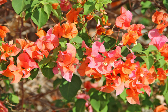 Trinitaria Bilder Durchsuchen 417 Archivfotos, und