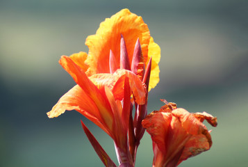 Fioritura e sfioritura di canna lili