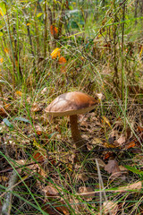 Forest mushroom brown cap boletus growing in a green moss..