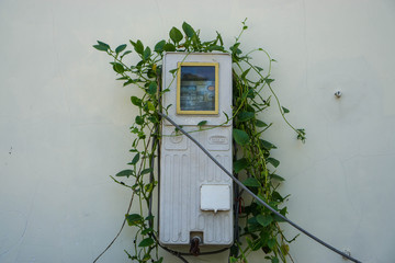 Electric Meter hanging on a Wall with Plants around it