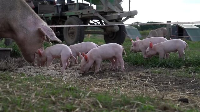 Outdoorsauenhaltung - Fütterung, Sau und Ferkel fressen Mehlpellets.