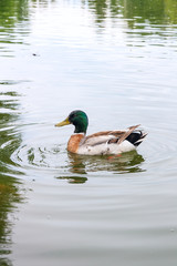 Obraz premium Close up of a passing Mallard Duck on pond at summer time..
