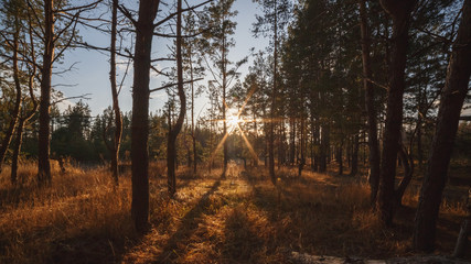 Pine forest at sunset. Autumn.