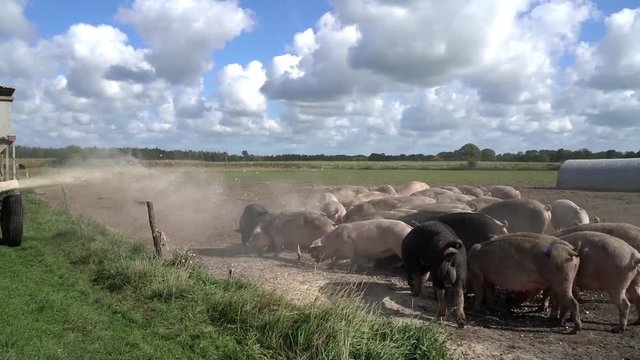 F&uuml;tterung von Wiesensauen - Futterwagen schleudert Mehlpellets zwischen die Sauen