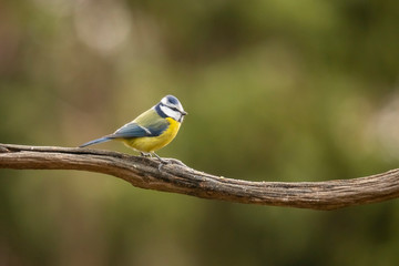 Blue Tit, Cyanistes caeruleus