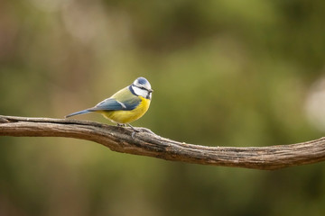 Blue Tit, Cyanistes caeruleus