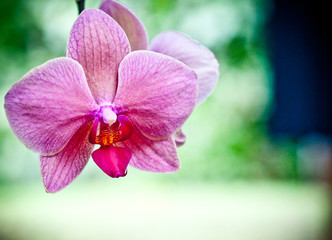 Pink orchid, Orchidaceae