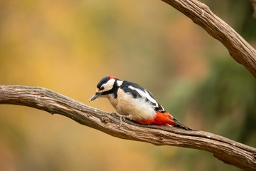 Great Spotted Woodpecker, Dendrocopos major