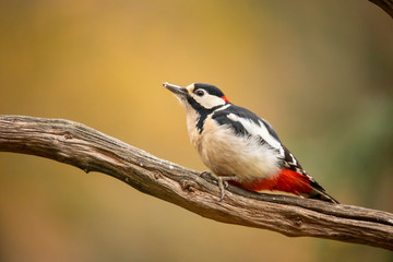 Great Spotted Woodpecker, Dendrocopos major