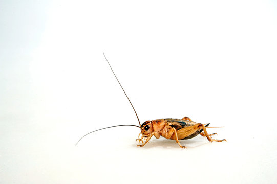 Heimchen (Acheta domesticus) - House cricket