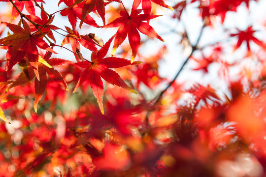 Selective Focus of Maple leaf red in autumn season time with copy space on blurred nature background	